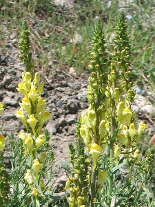 Linaria spp.